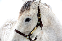 Snow2CAS7362
