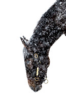 Snowy2CAS7205