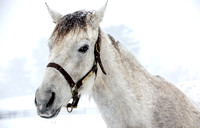 Snowy2CAS7281