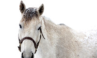 Snowy2CAS7465