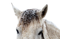 Snowy2CAS7466