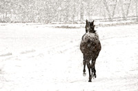 Snowy2CAS6874